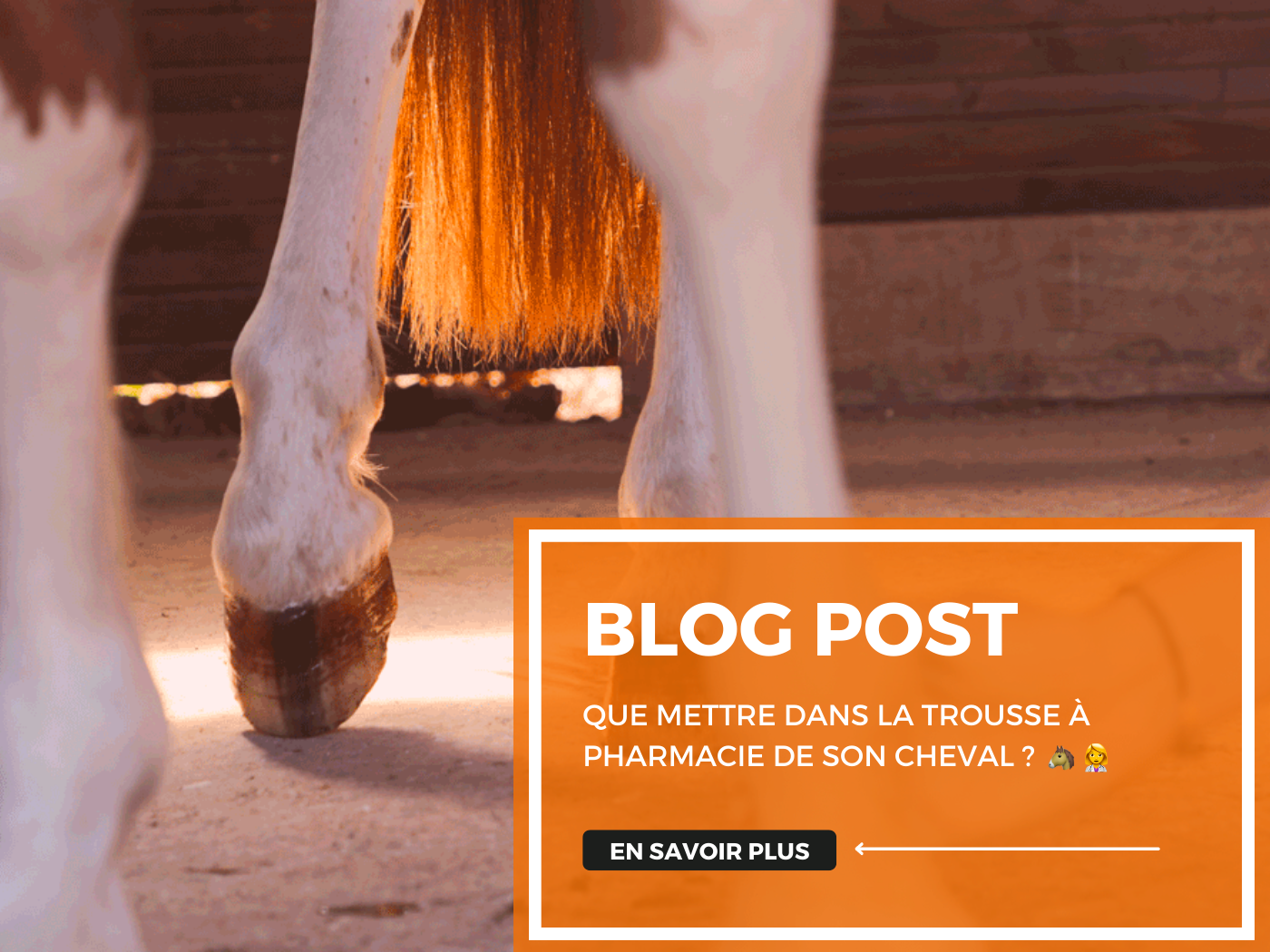 Que mettre dans la trousse de pharmacie de son cheval ? 🐴 👩🏽‍⚕️