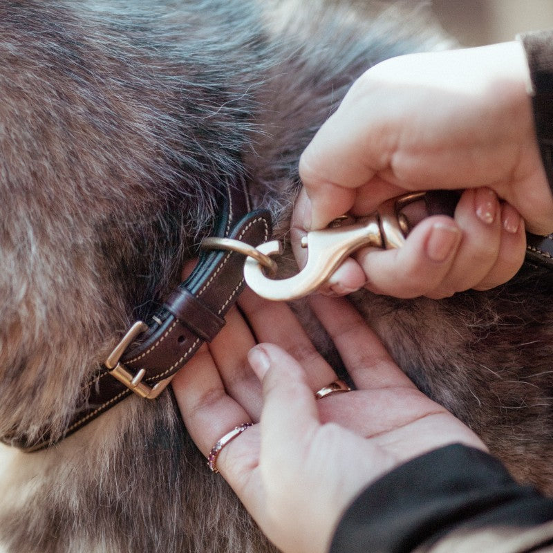 Dyon - Collier pour chien Fancy brun | - Ohlala