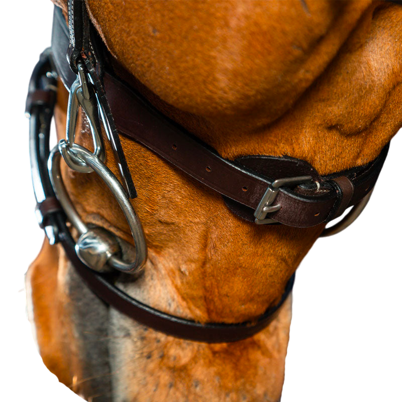 Dyon - Flat leather bridle with carabiners Working by Dyon brown