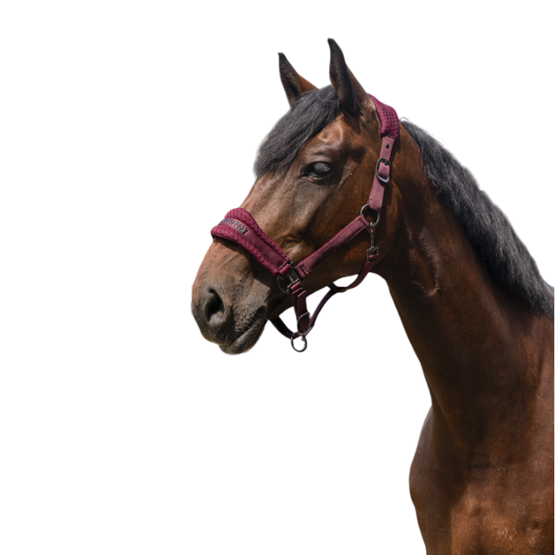 Equithème - Licol Nylon 3D Mesh bordeaux | - Ohlala