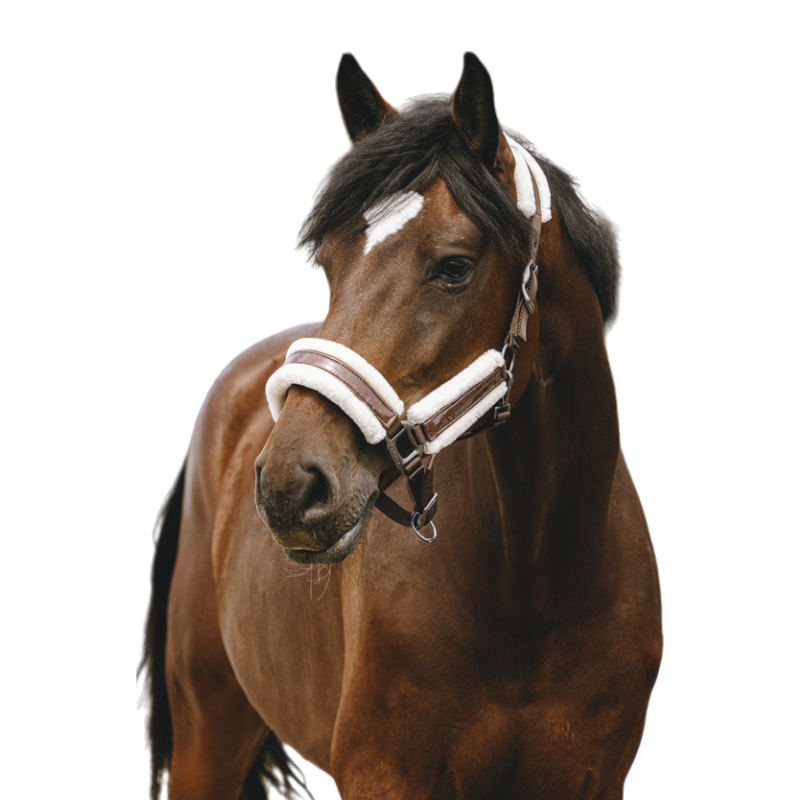 Equithème - Licol Nylon Fashion marron | - Ohlala