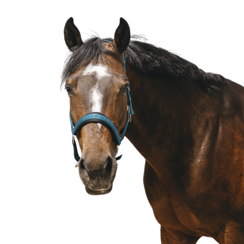 Equithème - Licol Nylon Jacquard bleu canard | - Ohlala