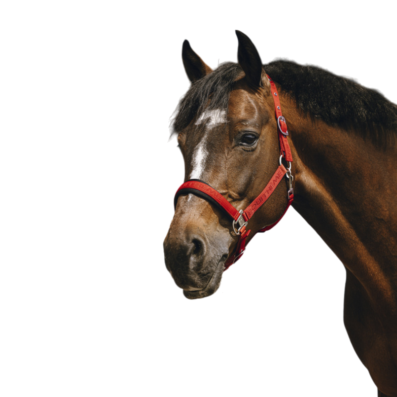 Equithème - Licol Nylon Jacquard rouge | - Ohlala