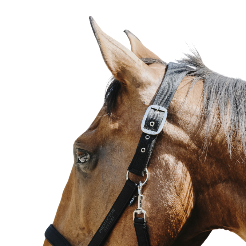 Equithème - Licol Nylon Protector noir | - Ohlala