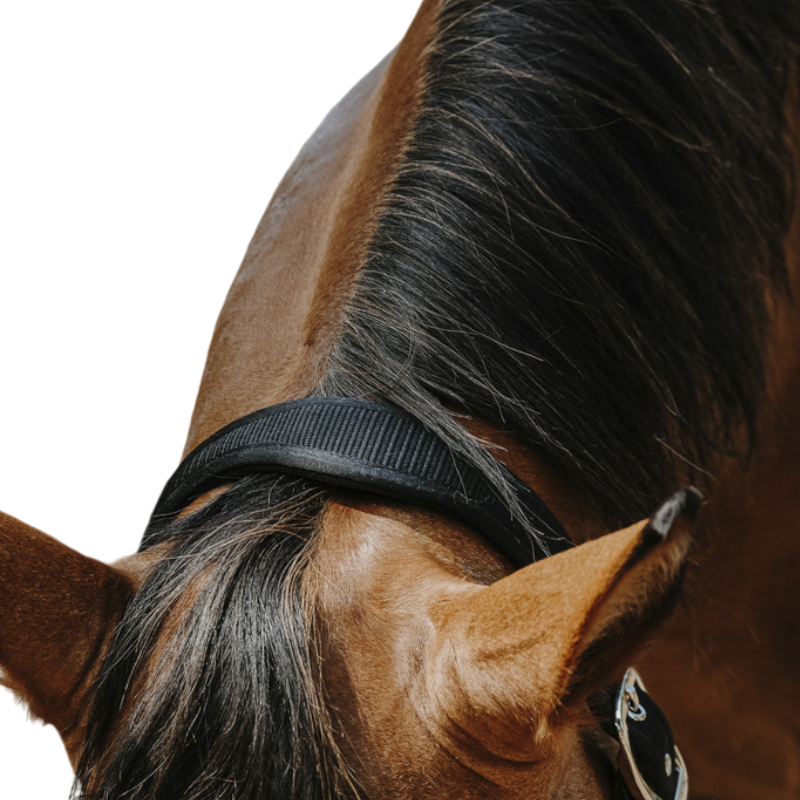 Equithème - Licol Nylon Protector noir | - Ohlala