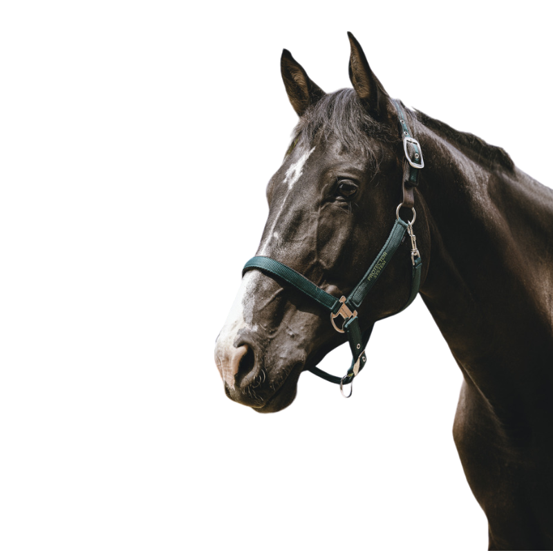 Equithème - Licol Nylon Protector vert | - Ohlala