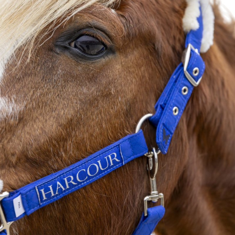 Harcour - Licol et longe Teschic bleu électrique | - Ohlala