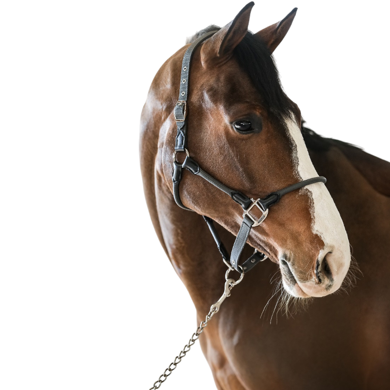 Harcour - Licol pour chevaux Honey gris foncé | - Ohlala