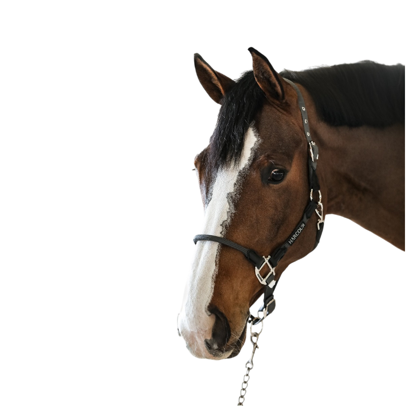 Harcour - Licol pour chevaux Honey gris foncé | - Ohlala