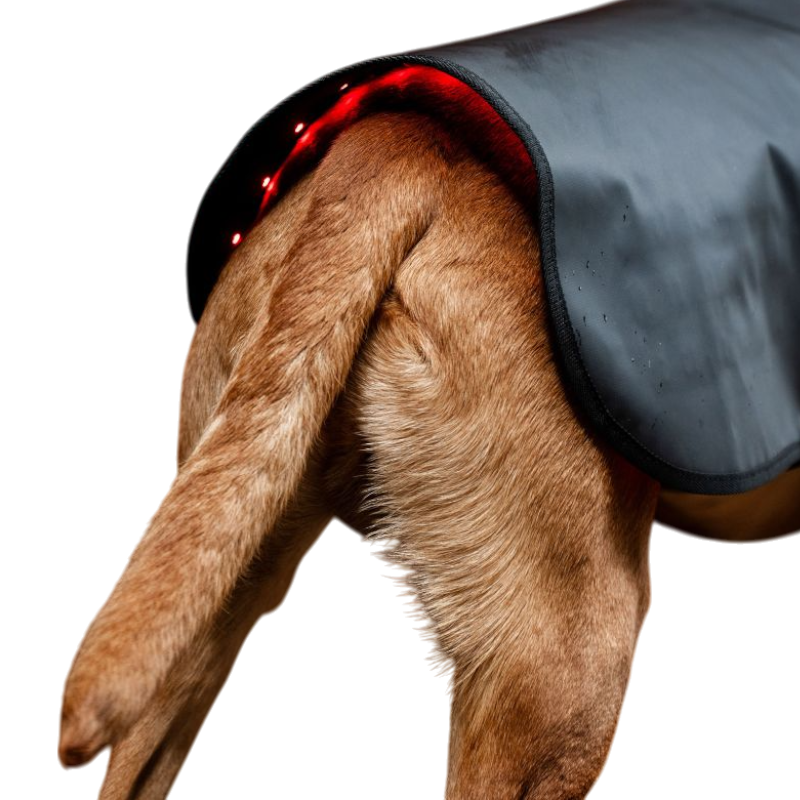Horseware - Couverture pour chien thérapeutique lumière rouge LED | - Ohlala
