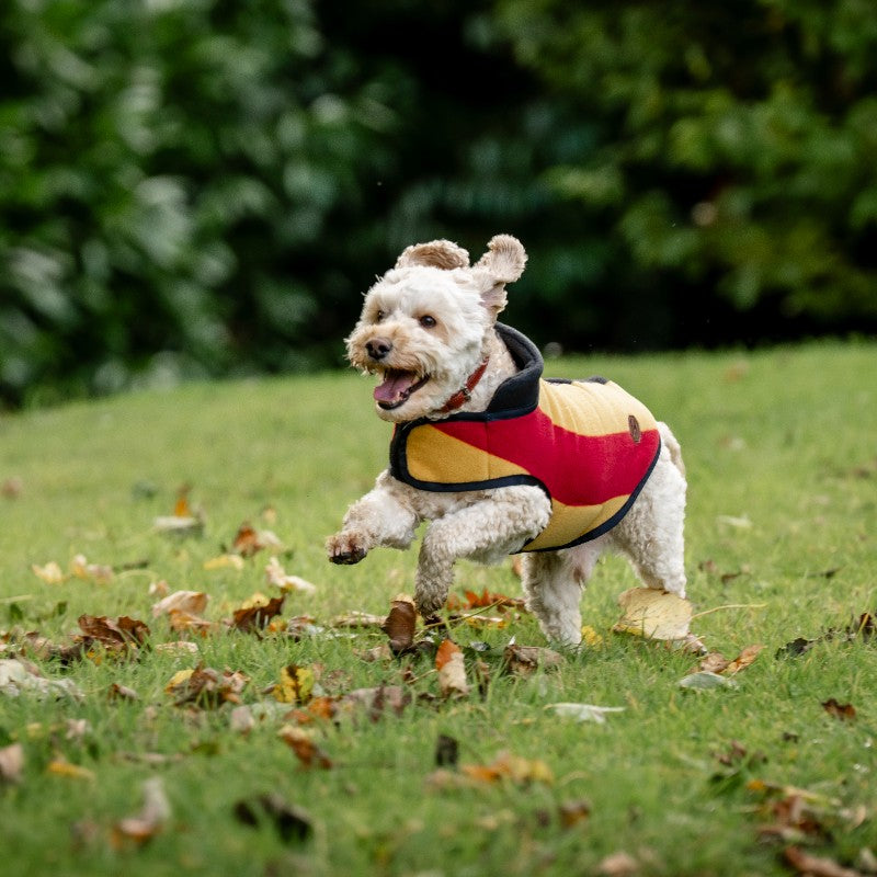 Horseware - Couverture polaire pour chien Newmarket witney gold | - Ohlala