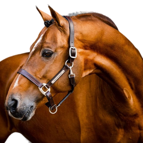 Horseware - Licol en cuir Signature marron | - Ohlala