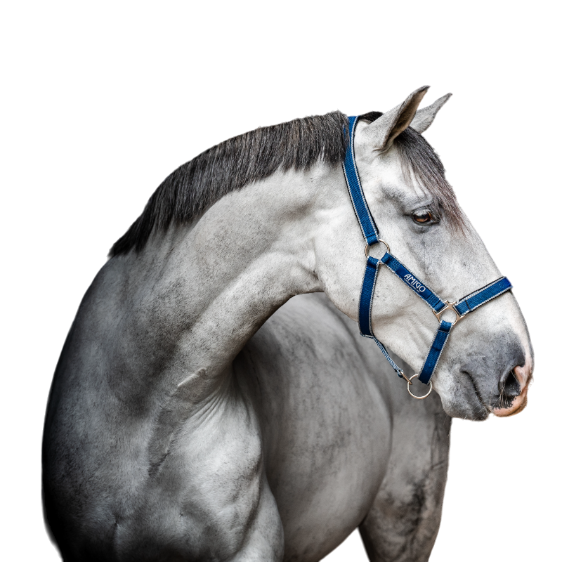 Horseware - Licol pour chevaux Amigo bleu et argent