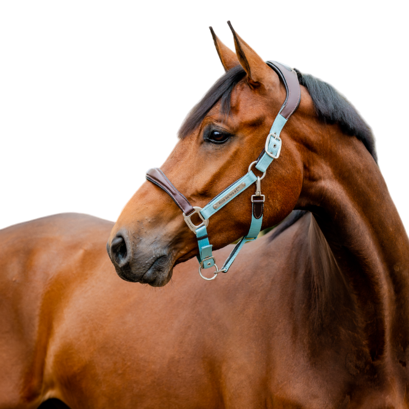 Horseware - Licol pour chevaux Signature Competition marron/ blue haze | - Ohlala