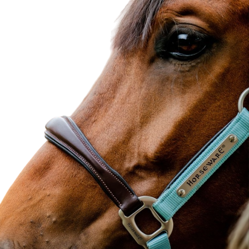 Horseware - Licol pour chevaux Signature Competition marron/ blue haze