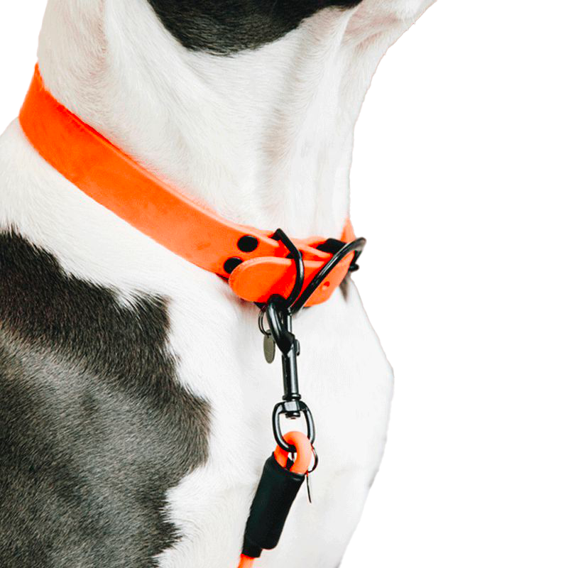 Kentucky Dogwear - Collier pour chien Soft Rubber orange