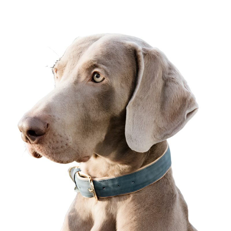 Kentucky Dogwear - Colliers pour chiens Velvet Bleu ciel