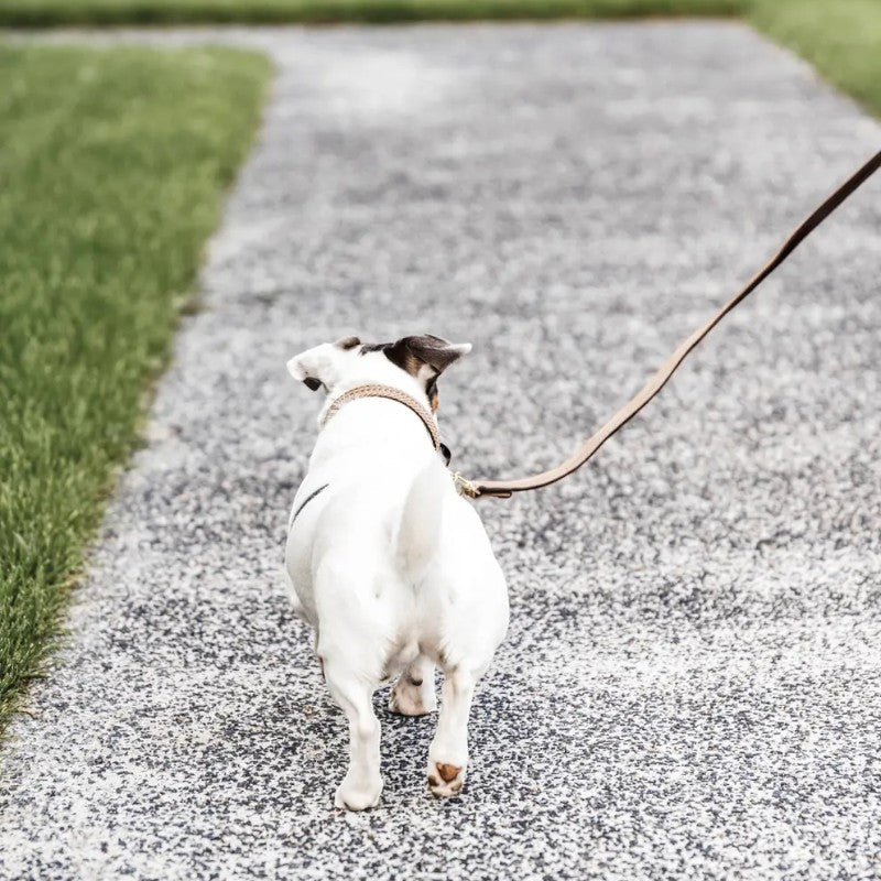 Kentucky Dogwear - Laisse pour chien nylon tressé Plaited Nylon 120 cm beige | - Ohlala