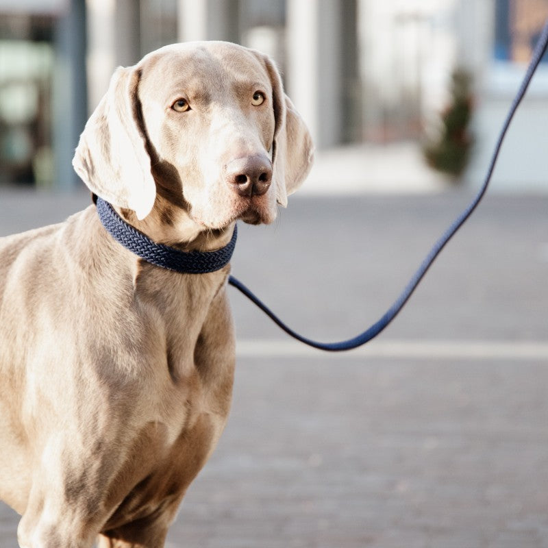 Kentucky Dogwear - Laisse pour chien nylon tressé Plaited Nylon 120 cm marine