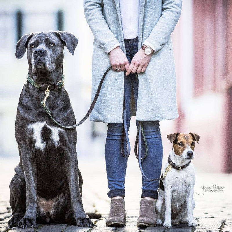 Kentucky Dogwear - Laisse pour chien nylon tressé Plaited Nylon 120 cm vert olive