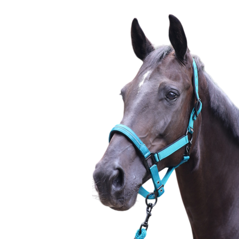 Lami-cell - Licol Charming turquoise | - Ohlala