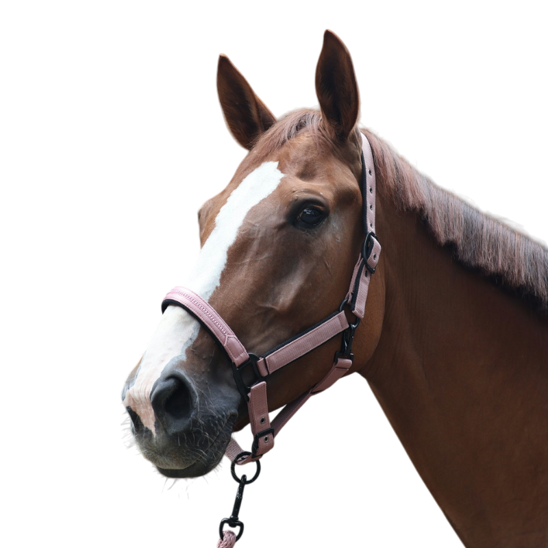 Lami-cell - Licol Charming vieux rose | - Ohlala