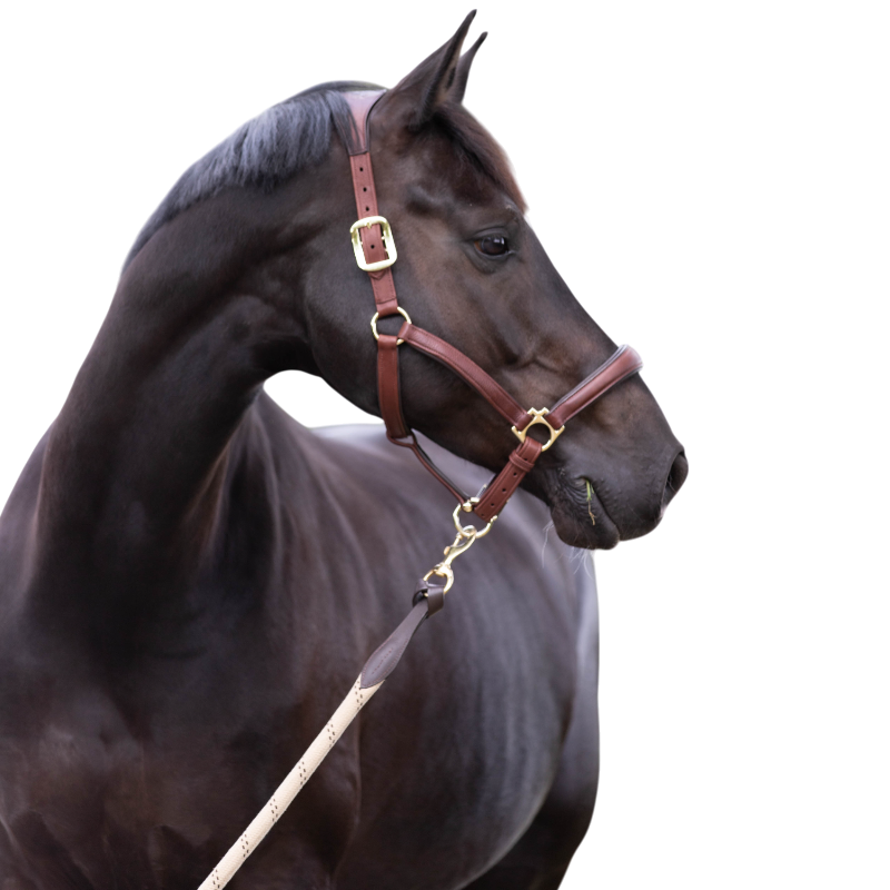 Lemieux - Licol pour chevaux Anatomique marron | - Ohlala