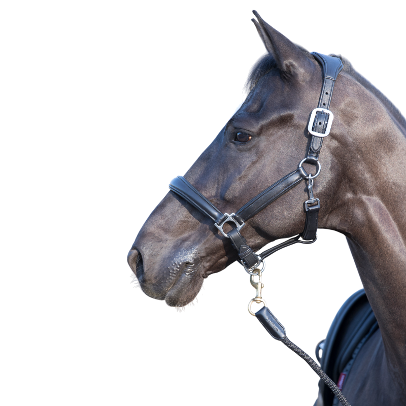 Lemieux - Licol pour chevaux Anatomique noir | - Ohlala