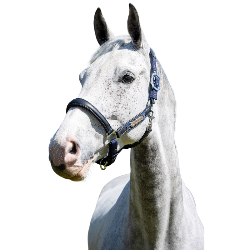 Lemieux - Licol pour chevaux Capella marine | - Ohlala