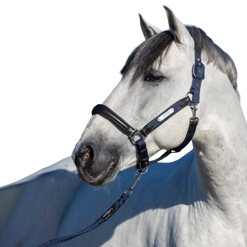 Lemieux - Licol pour chevaux Capella marine | - Ohlala