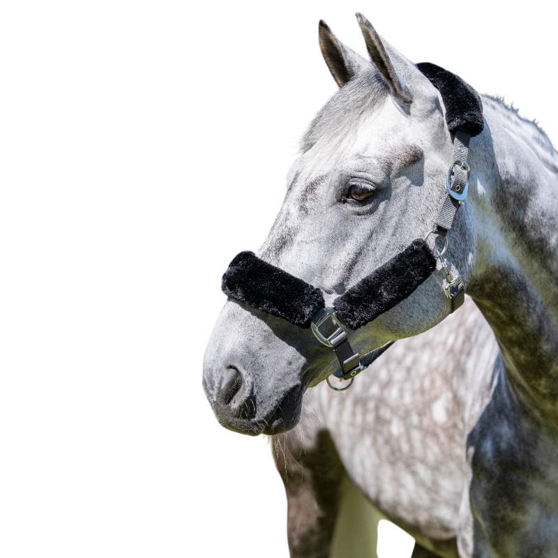 Lemieux - Licol pour chevaux Comfort gris | - Ohlala