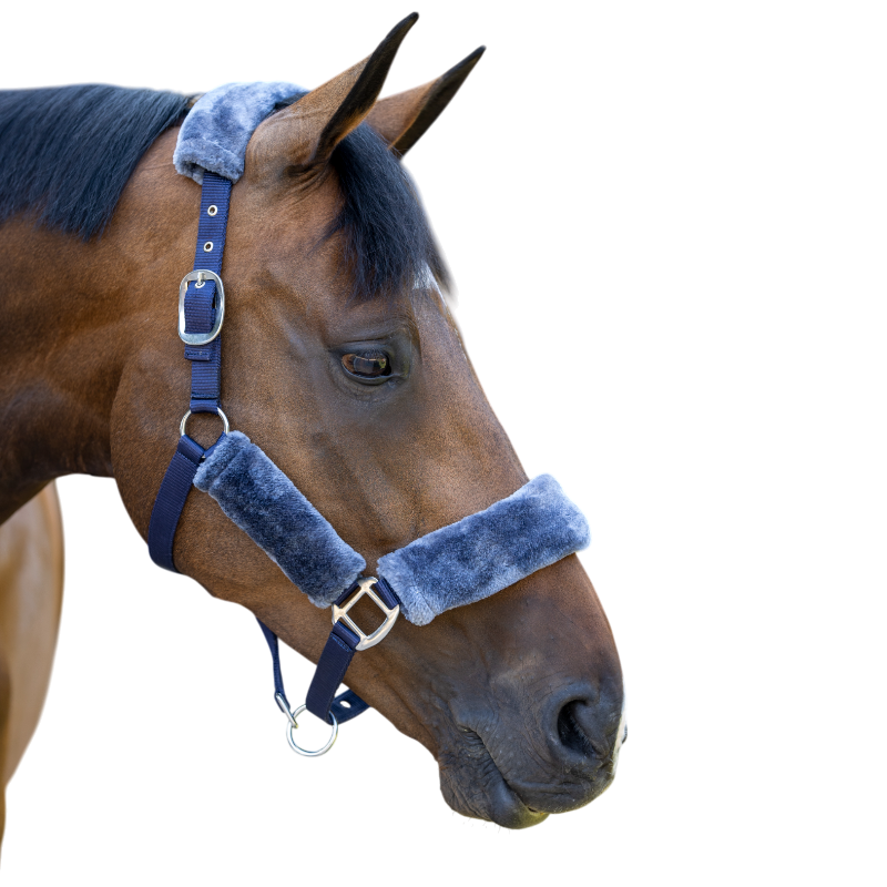 Lemieux - Licol pour chevaux Comfort marine | - Ohlala