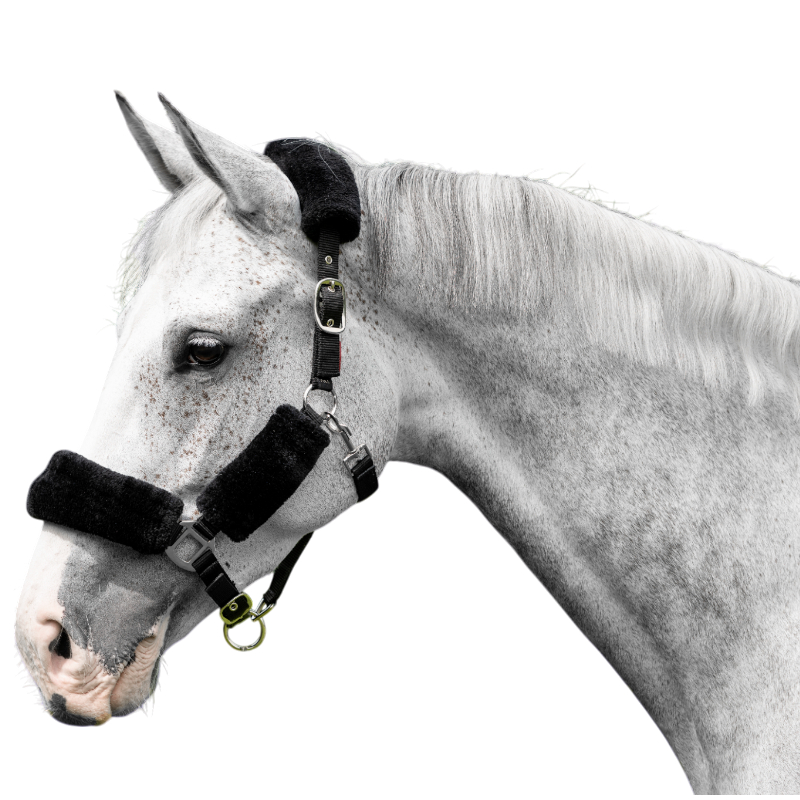 Lemieux - Licol pour chevaux Comfort noir | - Ohlala