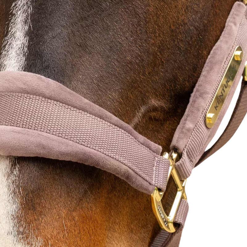 Kentucky Horsewear - Licol Velvet light purple