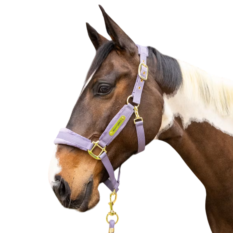 Kentucky Horsewear - Licol Velvet violet