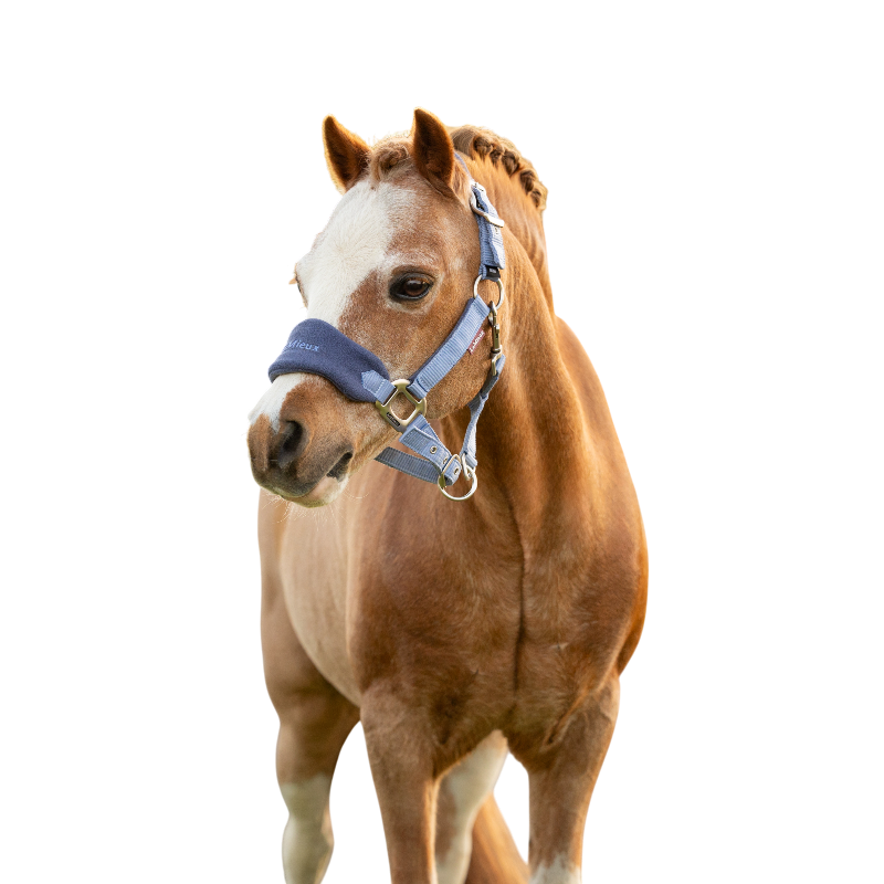 LeMieux - Licol et longe Mini Vogue powder blue | - Ohlala