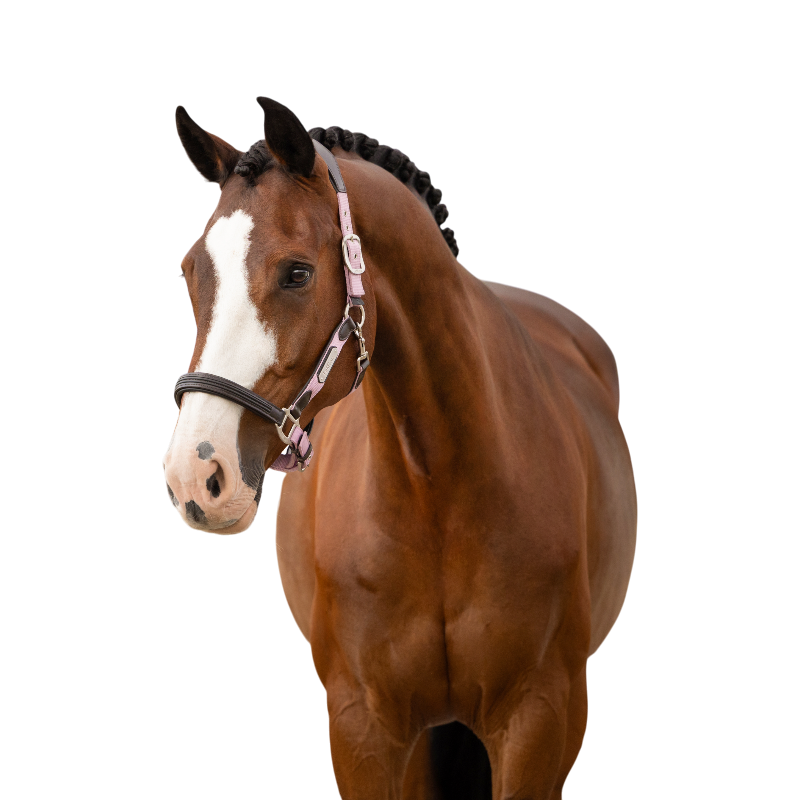 LeMieux - Licol pour chevaux Capella fondant | - Ohlala