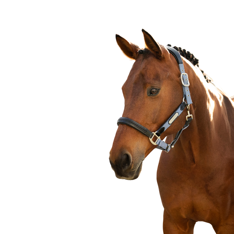 LeMieux - Licol pour chevaux Capella powder blue | - Ohlala