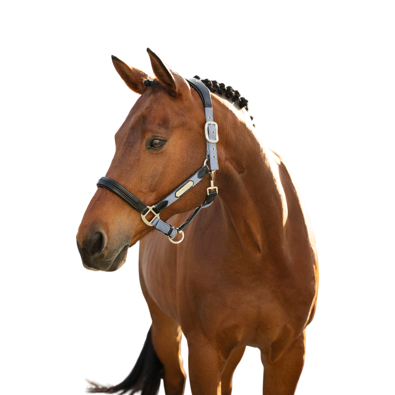 LeMieux - Licol pour chevaux Capella powder blue | - Ohlala