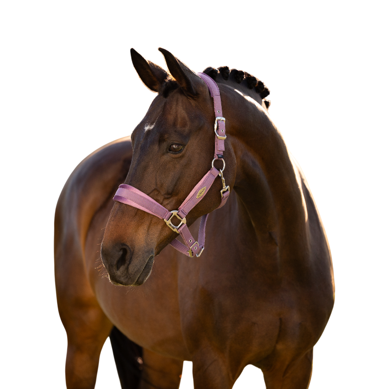 LeMieux - Licol pour chevaux Versailles mallow | - Ohlala