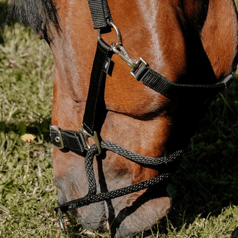 Norton - Licol Nylon Educatif noir | - Ohlala