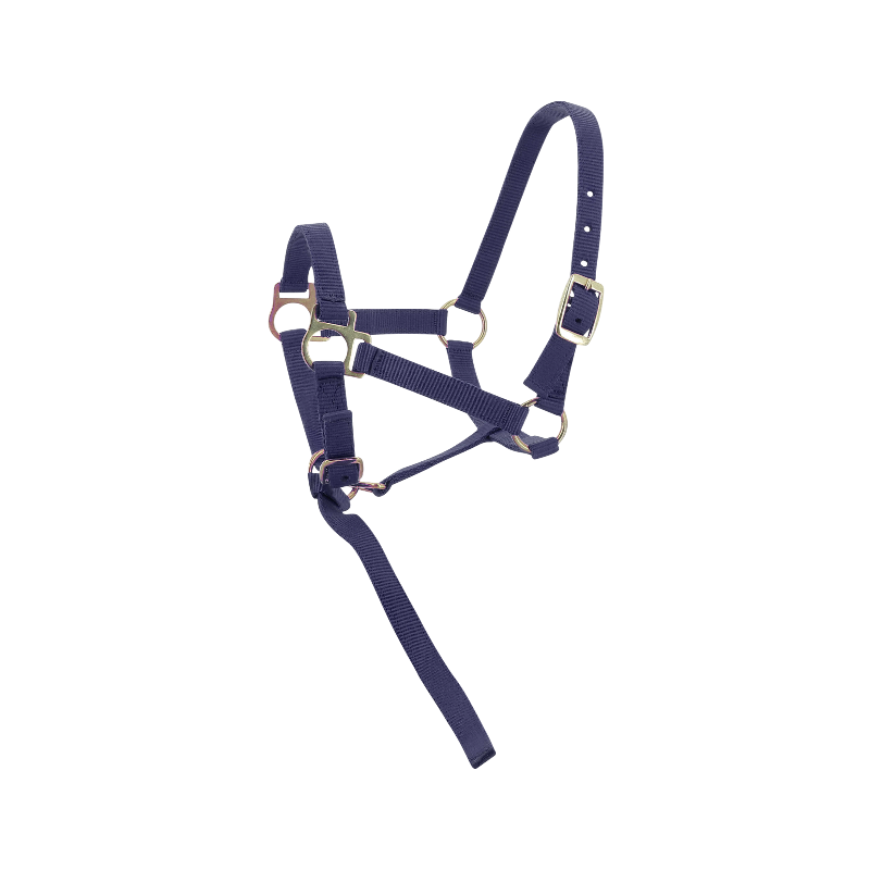 Norton - Licol foal + longe marine | - Ohlala