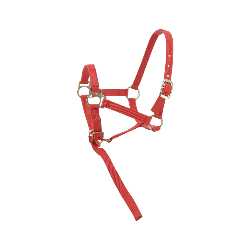 Norton - Licol foal + longe rouge | - Ohlala