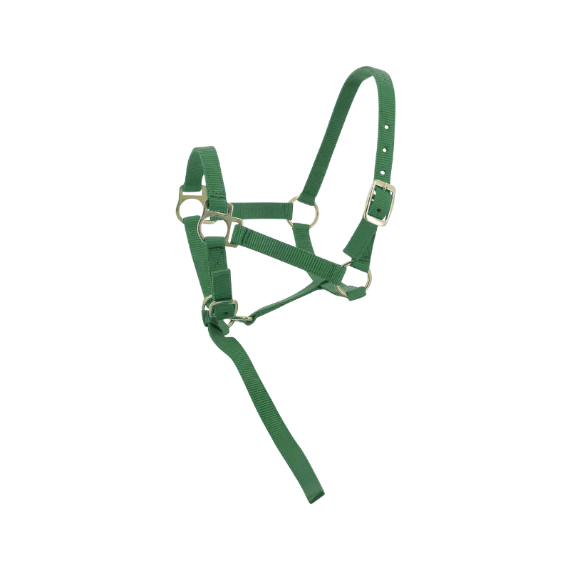Norton - Licol foal + longe vert foncé | - Ohlala