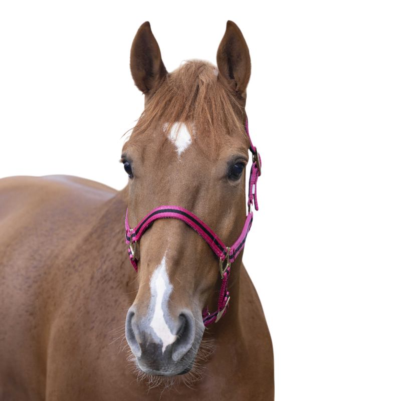 Norton - Licol nylon doublé cuir framboise/ noir | - Ohlala