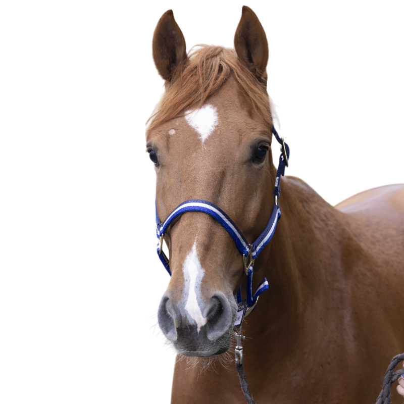 Norton - Licol nylon doublé cuir marine/ blanc/ bleu | - Ohlala