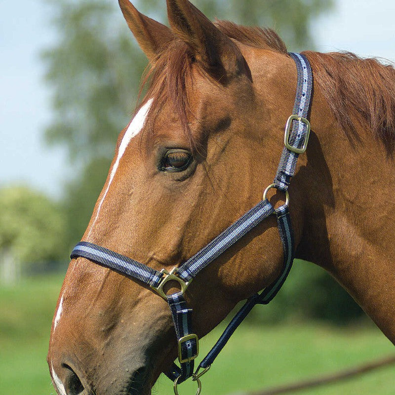 Norton - Licol nylon doublé cuir marine/ ciel | - Ohlala