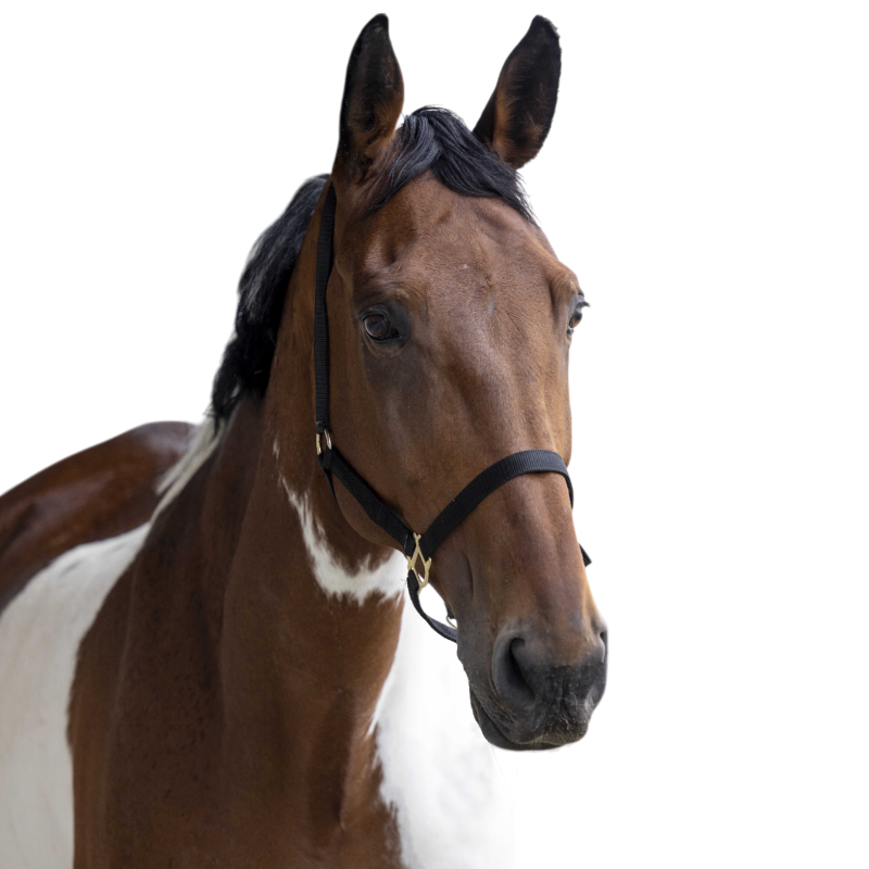 Norton - Licol nylon double épaisseur noir | - Ohlala