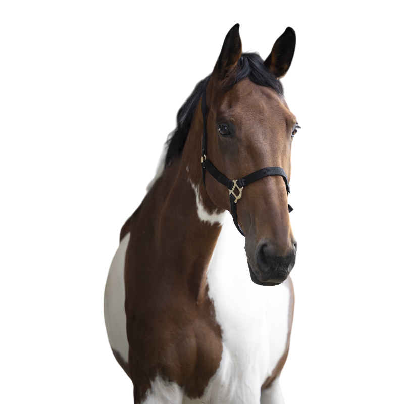 Norton - Licol nylon double épaisseur noir | - Ohlala