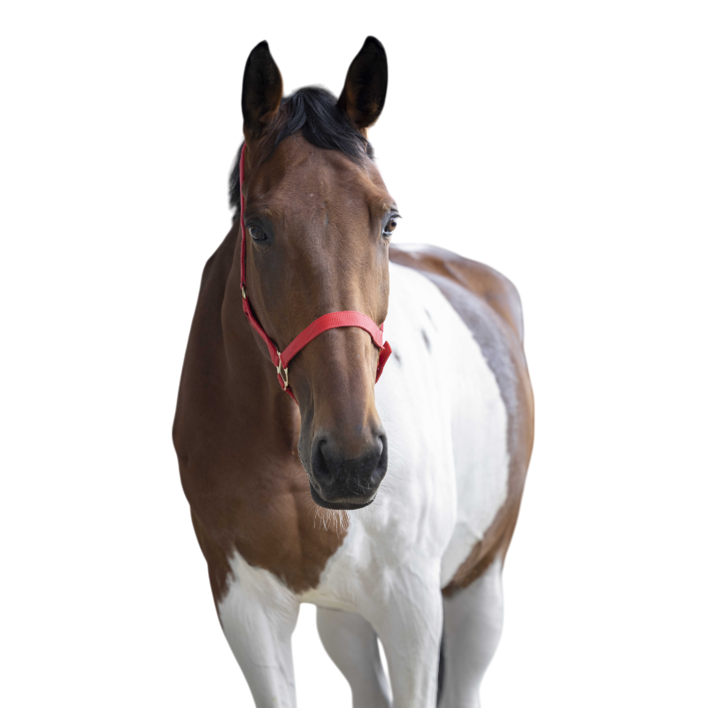 Norton - Licol nylon double épaisseur rouge | - Ohlala